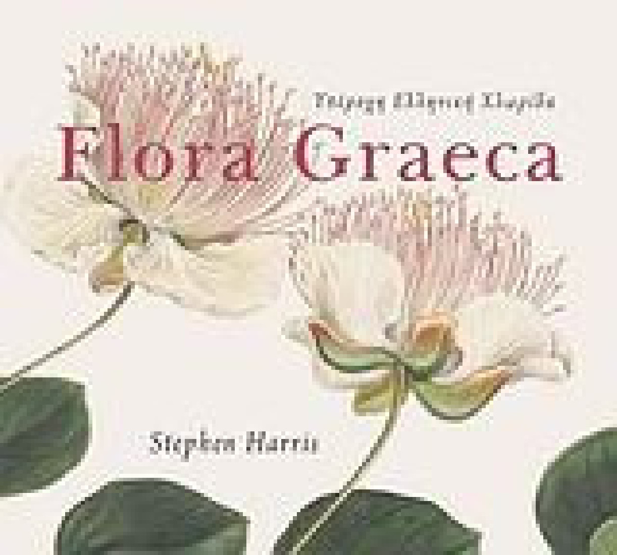 Υπέροχη ελληνική χλωρίδα Flora Graeca