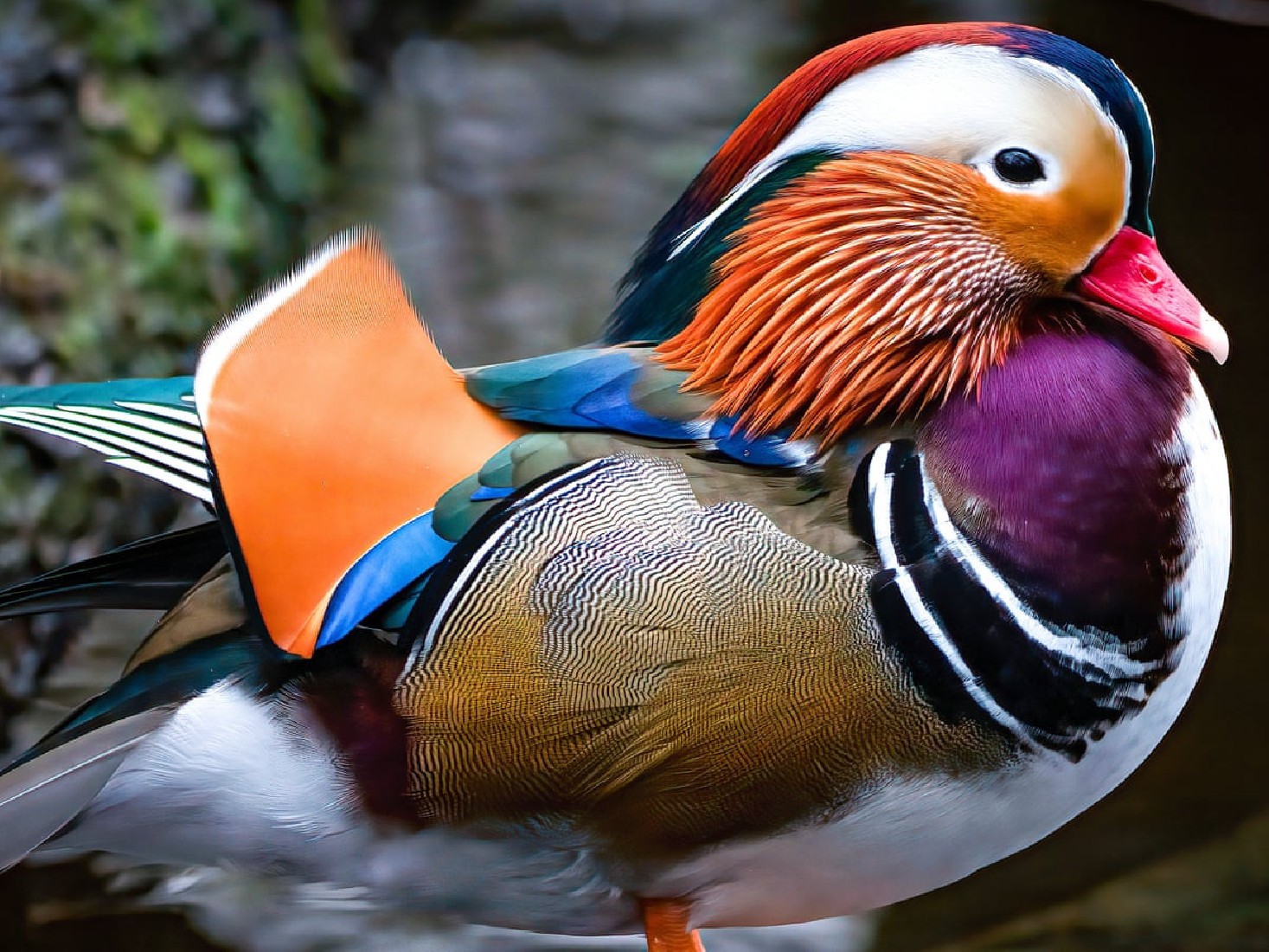 Van Diemans Birds of a Feather - Mandarin Duck Breast - Fountain Pen 30ml Ink