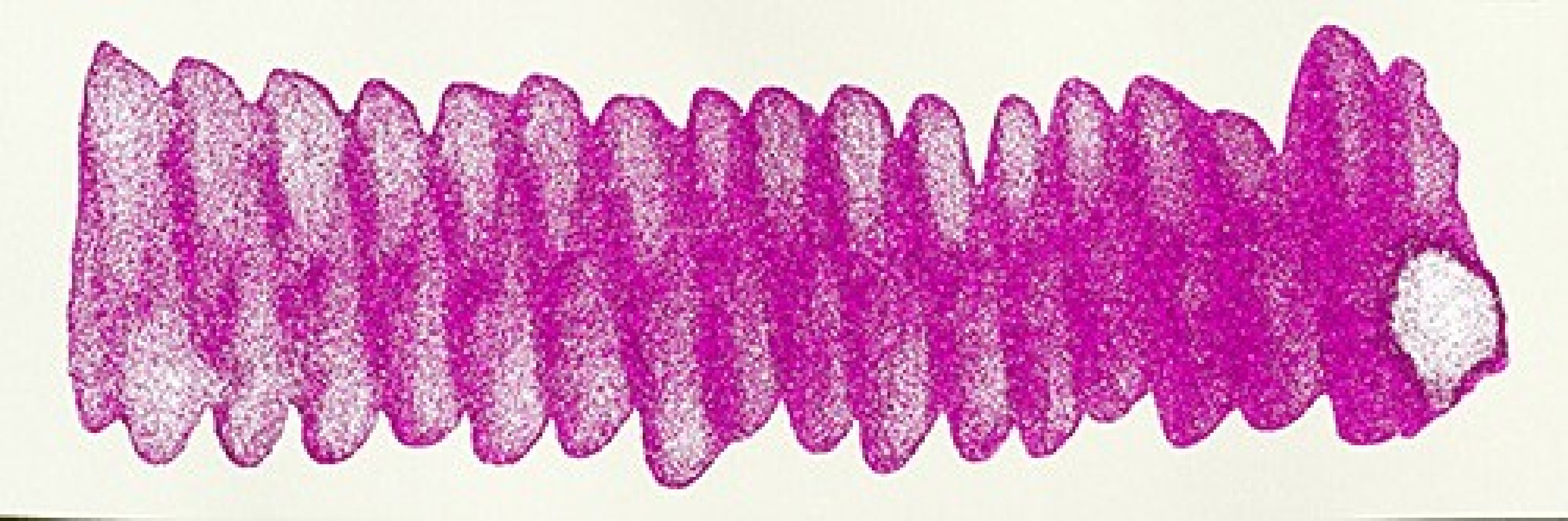 Diamine 50ml Magenta Flash Fountain pen shimmer ink bottle