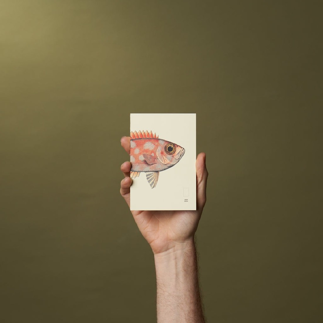 Paper Republic pocket 9,5x14cm book plain refill x The Dybdahl Co. The Clown Triggerfish (Balistoides conspicillum)
