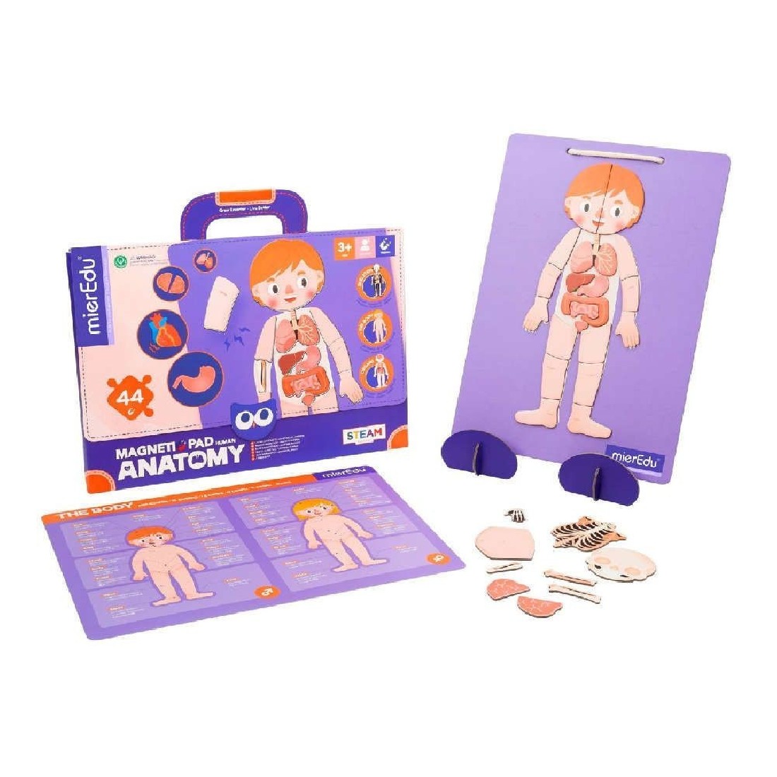 Μαγνητικό Pad Human Anatomy 00429 Mier Edu