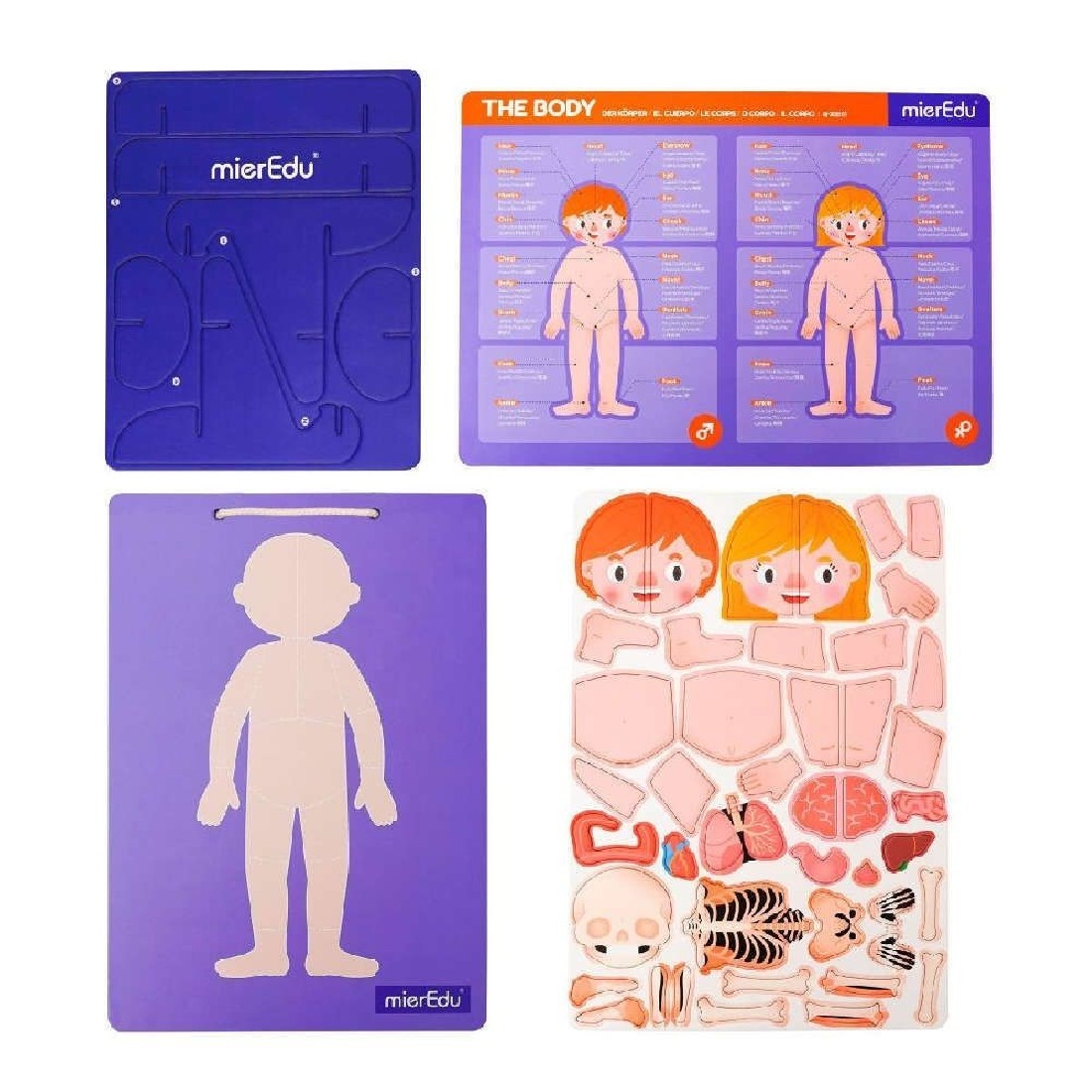 Μαγνητικό Pad Human Anatomy 00429 Mier Edu